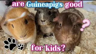 are Guineapigs good pets for kids? -deinfluencing Guineapig ownership-