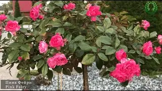 Готовим ШТАМБОВЫЕ РОЗЫ к зиме. Нужна ли окучка розе?  Питомник 🌹 и 🌲 Е. Иващенко