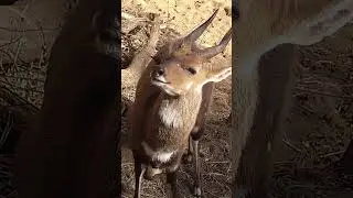 Bushbuck Beauty Spa Day