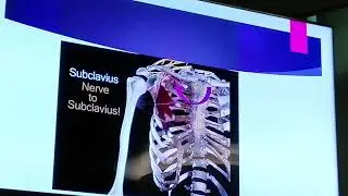Brachial plexus