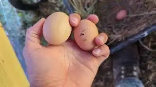 The Final Egg Inspection of 2023!