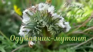 Одуванчик мутант