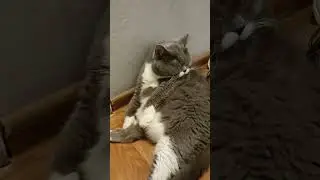 Russian cat ate too much on New Year's Eve #cat #funny #funnycats #cute