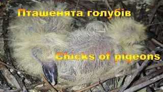 Пташенята голубів/Chicks of pigeons