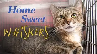 Home Sweet Whiskers | EASEL Animal Rescue League Documentary
