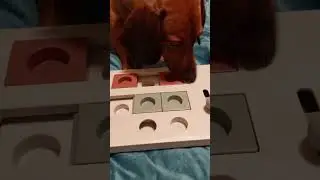 Dexter and the trixie brain mover 
