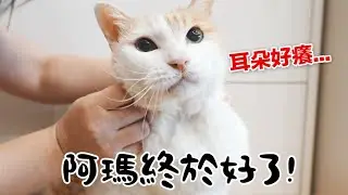 【黃阿瑪的後宮生活】阿瑪受傷終於好了！