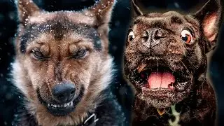 СЛАБОУМИЕ и ОТВАГА. Французский бульдог НАПАЛ на Алабая