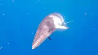 Great Barrier Reef Minke Encounter Liveaboard 2022 - Pro Dive Cairns