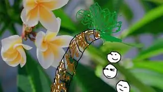 Student Showcase: TROPICAL PARADISE - directed by Hannah Banana