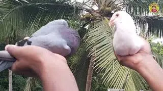 പ്രാവ് വിശേഷങ്ങളുമായി ആരിഫ് | Pigeon Lover Arif Kerala