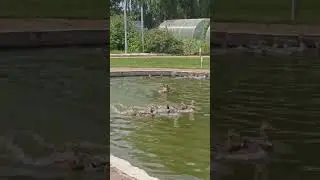 Невероятная история 😨 смотреть до конца