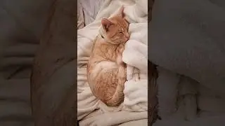 This is my cat living his best life doing nothing #cat #mycat #manaki