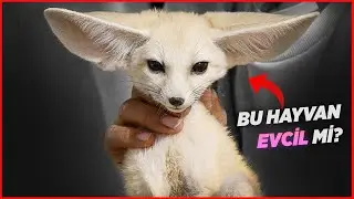 Bazı Hayvanlar Neden Evcilleştirilemez?