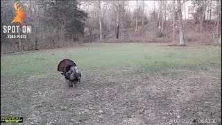 Spring Turkeys in the Food plot - Gobbles on video!