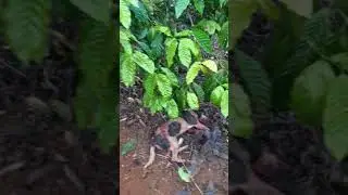 Buru babi besas dan ganas 1 ekor anjing mati dan 3 luka luka