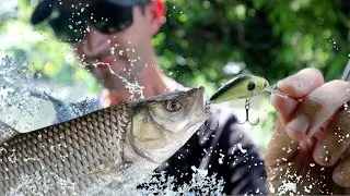 Chub fishing with Salmo lures | Crankbait fishing small shallow rivers with Nick Marsh