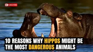 10 Reasons Why Hippos Might be the MOST Dangerous Animals