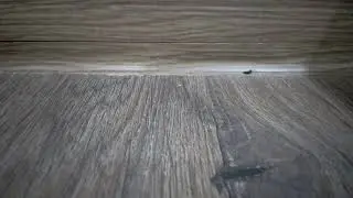 Энгри бердс 1 сезон 4 серия