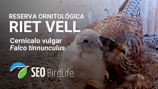 Lechuzas - cernícalos · [Interior] · Reserva Natural Riet Vell -🔴DIRECTO Delta del Ebro