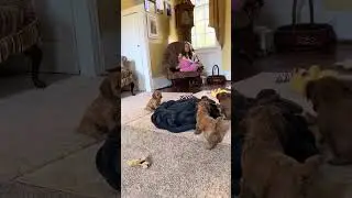 Fall pups 1
