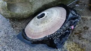 13 Animals Contributing To Science