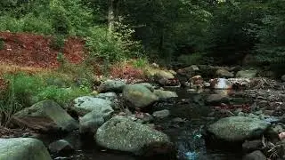 Tiefenspannung#relax #stressfree #entspannugsmusik #meditation #nature #wald