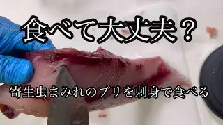 釣れなくても学びがある！寄生虫まみれのブリを美味しく食べた年末釣行記