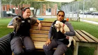 Melinkota Found Pets