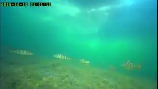 Подводная съёмка Окуня зимой на Озере Кенон (часть 2)