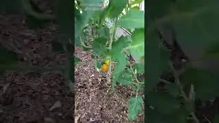 Самые ранние и вкусные томаты. 