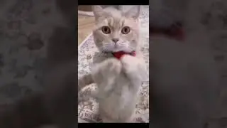 Funniest Videos 2022 😂 Funny Cats 🐱 #cute #cat #short #24