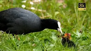 wild animals videos