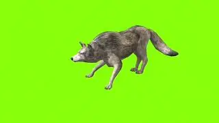 Strafe left wolf green screen। cartoon green screen। wolf green screen। animation green screen