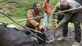 Himalayan shepherd Life In Dolpa || Nepali Lifestyle In Yak Shed || Organic Life Of Nepal.