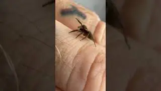 На меня напал паук