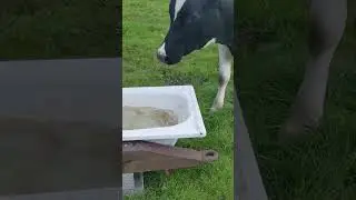 #farming #farm #cow