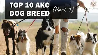 Top 10 AKC Dogs Bonus #02