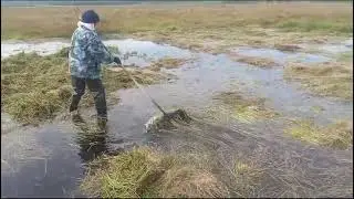 Күүстээх уһун ардахтар кэннилэриттэн сүөһү ииттээри Өймөкөөҥҥө оттуу сылдьаллар.