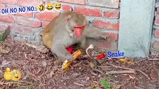 Fake Snake Prank On Monkeys Hilarious Funny Reaction | You Can't Stop Laughing-Must Watch-Part 13