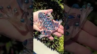 Gorgeous Resin Bubble Frog