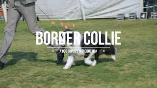 The Fascinating World of Border Collies