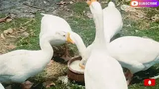 duck eats rice 🌾🍚#duck eating yummy food 😋#duck video #cute #funny #trending ||