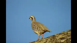 კაკაბი - chukar - alectoris chukar