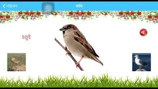 Introduction of Birds (Bangla) ||  শিশুর পাখি পরিচিতি ক্লাস || Pakhi Porichiti