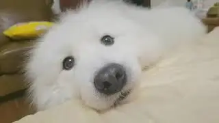 全世界都可以看到这颗狗头！   很少发长视频，主要镜头都太可爱一点都舍不得删！