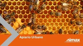 Apiario Urbano nimax
