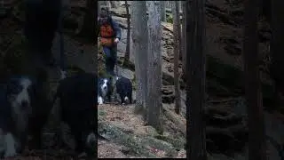 Hiking With My 2 Dogs On Leash #hiking  #naturehike #dogs