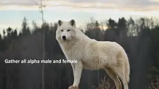 #howlingatthemoon, #wolf, #wolfpack, #moon, #graywolf,  #thetwilight, Howling at the Moon