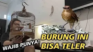 KALIAN WAJIB PUNYA BURUNG INI GOKIL❗️#KicauVlogBaliEpisode50 #dewatasamudra